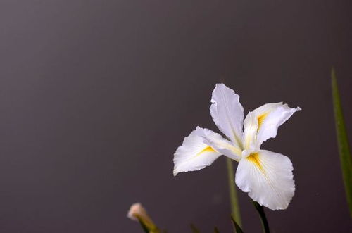 灵感永驻的星座艺术家 当文艺气质遇见创作星空